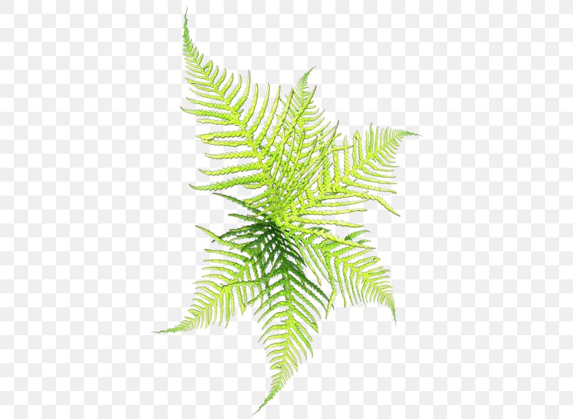 Conifers Clip Art, PNG, 420x600px, Conifers, Branch, Drawing, Easter, Fern Download Free