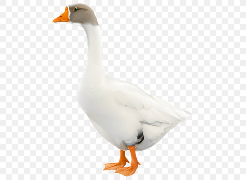 Duck Domestic Goose Cygnini, PNG, 489x600px, Duck, Animal, Beak, Bird, Cygnini Download Free