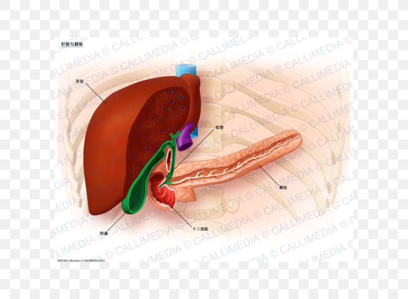 Human Anatomy Liver Cancer Metastasis, PNG, 600x600px, Watercolor, Cartoon, Flower, Frame, Heart Download Free