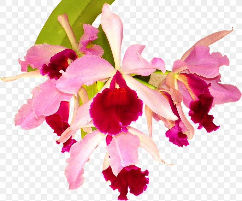 Orchids Flower Desktop Wallpaper Photography, PNG, 1579x1317px, Orchids, Blossom, Cattleya, Cattleya Labiata, Caucaea Nubigena Download Free