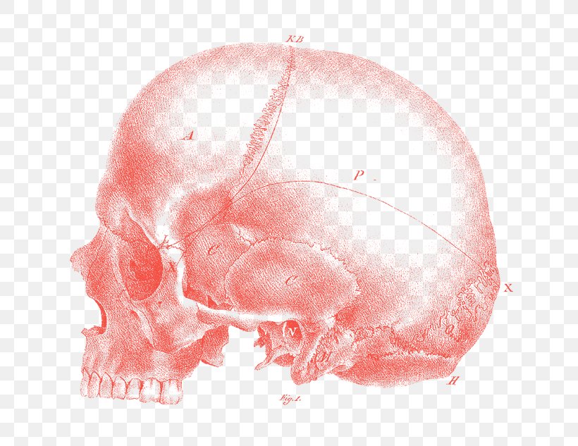 Phrenology Science Stock Photography Alamy, PNG, 744x633px, Phrenology, Alamy, Anthropology, Bone, Brain Download Free