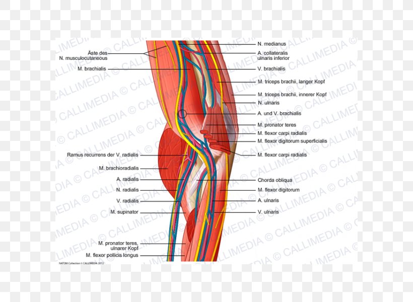Shoulder Elbow Muscle Nerve Blood Vessel, PNG, 600x600px, Watercolor, Cartoon, Flower, Frame, Heart Download Free