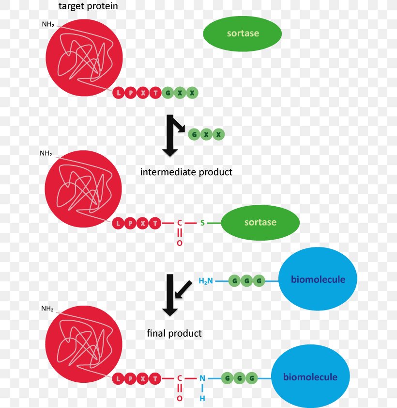 Sortase Enzyme Protein Tag Oligonucleotide Png 657x841px Enzyme Area Biomolecule Cell