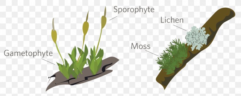 Bryophyte Moss Sporophyte Gametophyte Plants, PNG, 1000x400px, Bryophyte, Algae, Bluegreen Bacteria, Flower, Fungus Download Free