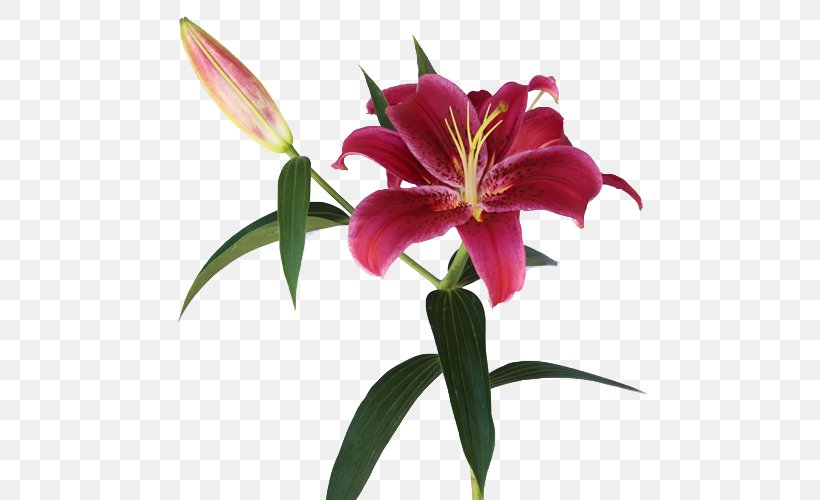 Lilium Arum-lily Pink Flowers Lily 'Stargazer', PNG, 500x500px, Lilium, Alstroemeriaceae, Amaryllis Belladonna, Arumlily, Bulb Download Free