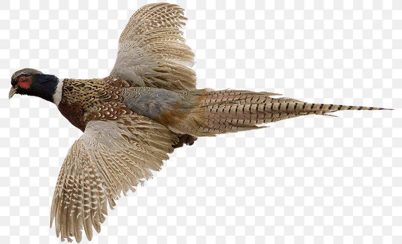 Ring-necked Pheasant Bird Gordon Setter Hunting, PNG, 801x497px, Pheasant, Beak, Bird, Falcon, Fauna Download Free