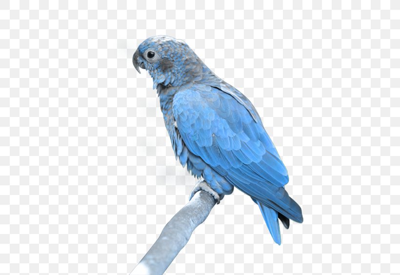 True Parrot Bird Clip Art, PNG, 500x564px, True Parrot, African Grey, Beak, Bird, Cobalt Blue Download Free