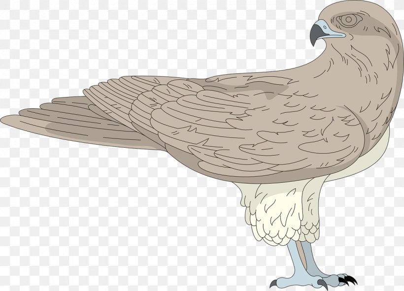 Bird Hawk Clip Art, PNG, 1280x924px, Bird, Beak, Bird Of Prey, Chicken, Drawing Download Free