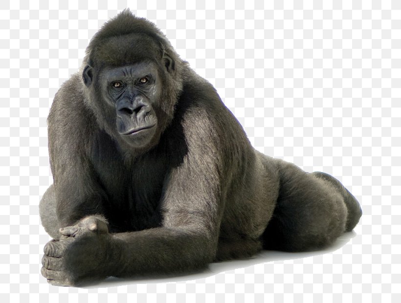 Gorilla Clip Art, PNG, 700x620px, Common Chimpanzee, Chimpanzee, Fauna, Fur, Gorilla Download Free