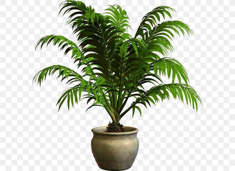 Houseplant Flowerpot, PNG, 600x599px, Houseplant, Arecales, Digital Image, Elaeis, Evergreen Download Free