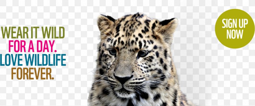 Leopard Tiger Clothing Donation Fur, PNG, 960x400px, Leopard, Animal, Big Cats, Brand, Carnivoran Download Free