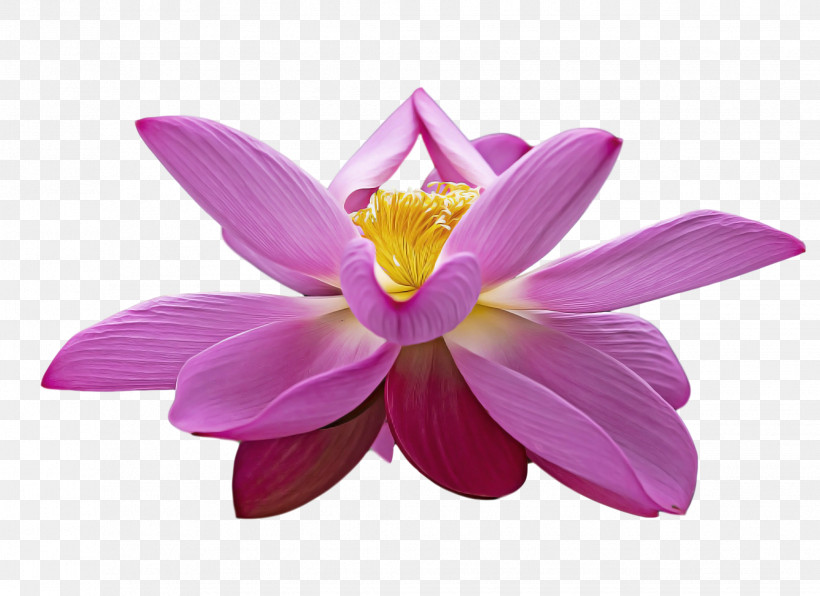 Lotus Flower Summer Flower, PNG, 2061x1499px, Lotus Flower, Cartoon, Drawing, Floral Design, Flower Download Free