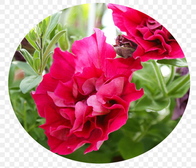 Kesäkukka Annual Plant Tulip Herbaceous Plant, PNG, 1000x861px, Annual Plant, Berry, Flower, Flowering Plant, Garden Download Free
