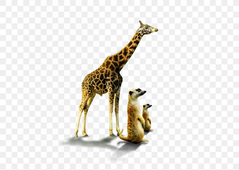 Lion Northern Giraffe Image Clip Art, PNG, 1247x886px, Lion, Adaptation, Animal, Animal Figure, Drawing Download Free