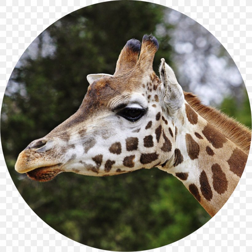 Reticulated Giraffe Lee Richardson Zoo Ruminant Camelopardalis Rothschild's Giraffe, PNG, 1002x1001px, Reticulated Giraffe, Camelopardalis, Conservation, Eventoed Ungulate, Fauna Download Free