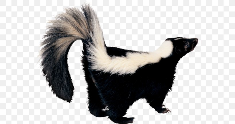 Skunk Desktop Wallpaper Clip Art, PNG, 600x432px, Skunk, American Hognosed Skunk, Display Resolution, Eastern Spotted Skunk, Fauna Download Free