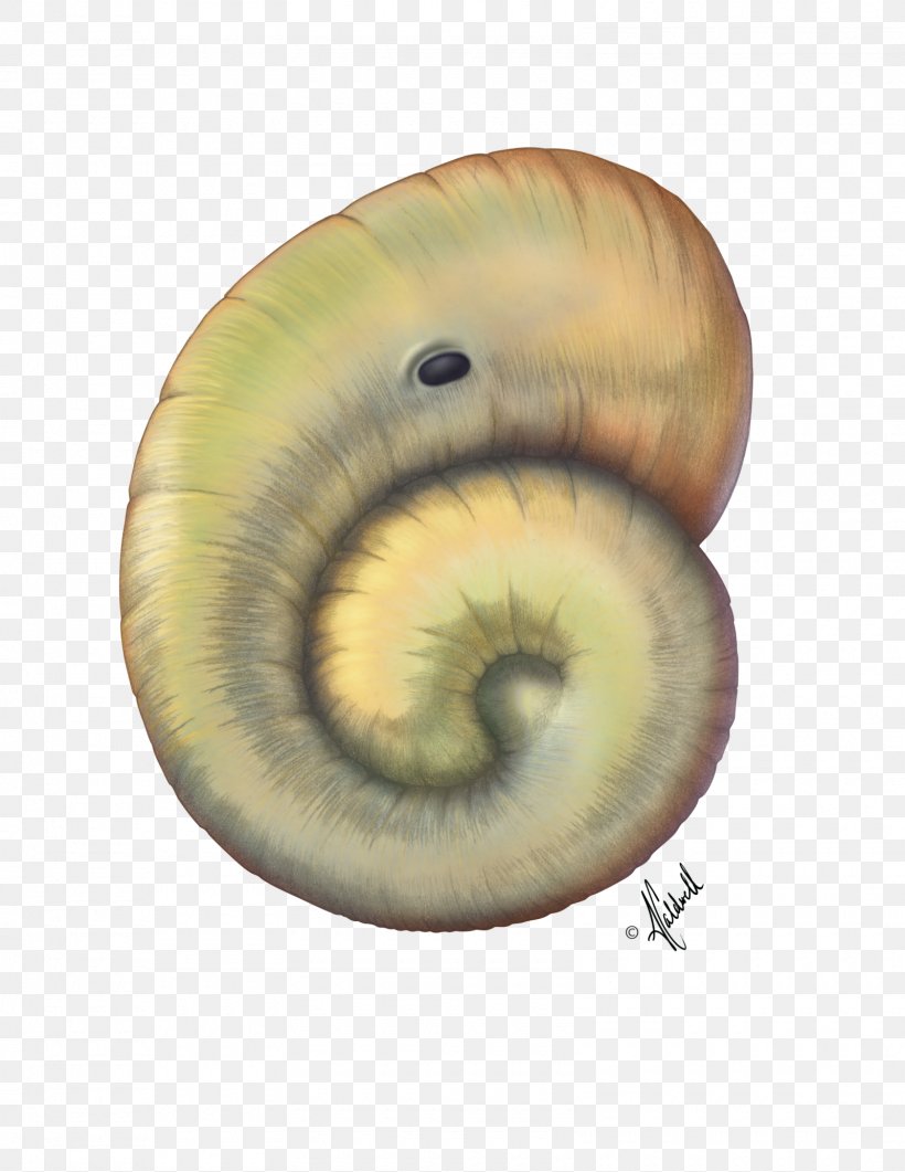 Snail Biology Gastropods Morphology Anatomy, PNG, 1600x2071px, Watercolor, Cartoon, Flower, Frame, Heart Download Free