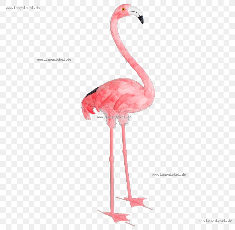 Water Bird Plastic Flamingo Greater Flamingo Animal, PNG, 800x800px, Bird, Animal, Beak, Chicken, Cockatoo Download Free
