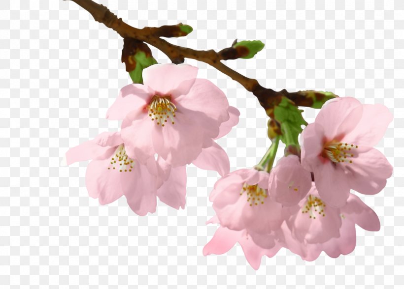 Flower Blossom Clip Art, PNG, 1119x803px, Flower, Blossom, Branch, Cherry Blossom, Floral Design Download Free