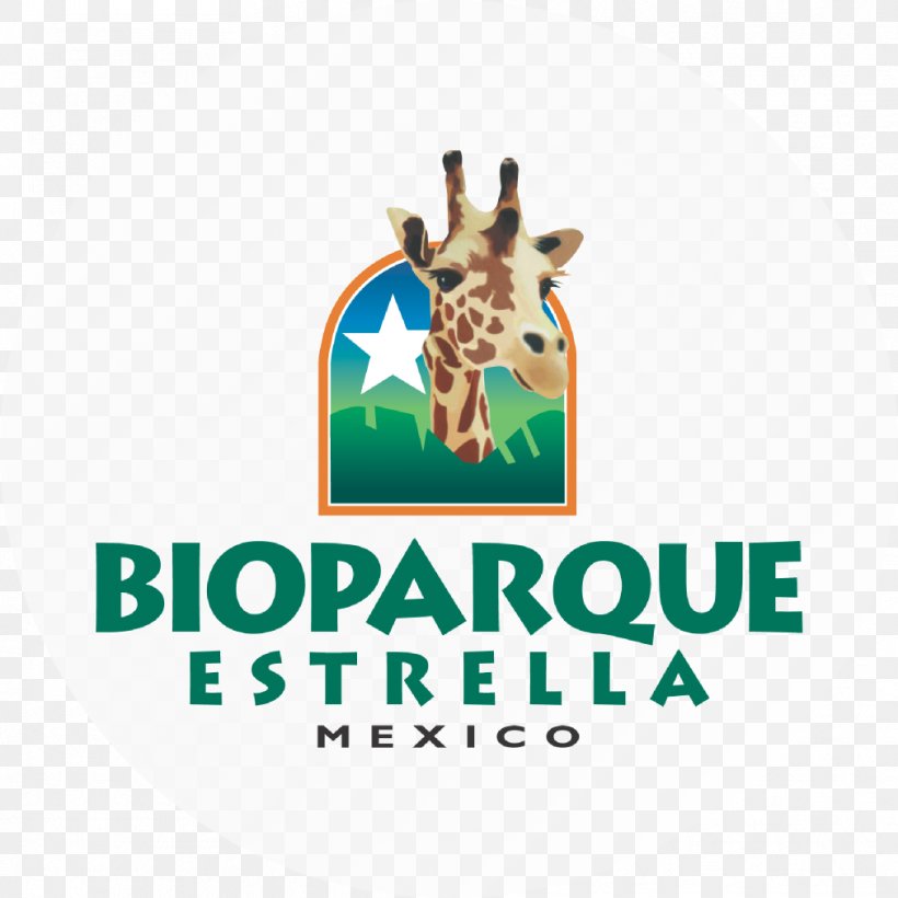 Giraffe Logo Bioparque Estrella Font Brand, PNG, 1011x1011px, Giraffe, Brand, Giraffidae, Logo, Organism Download Free