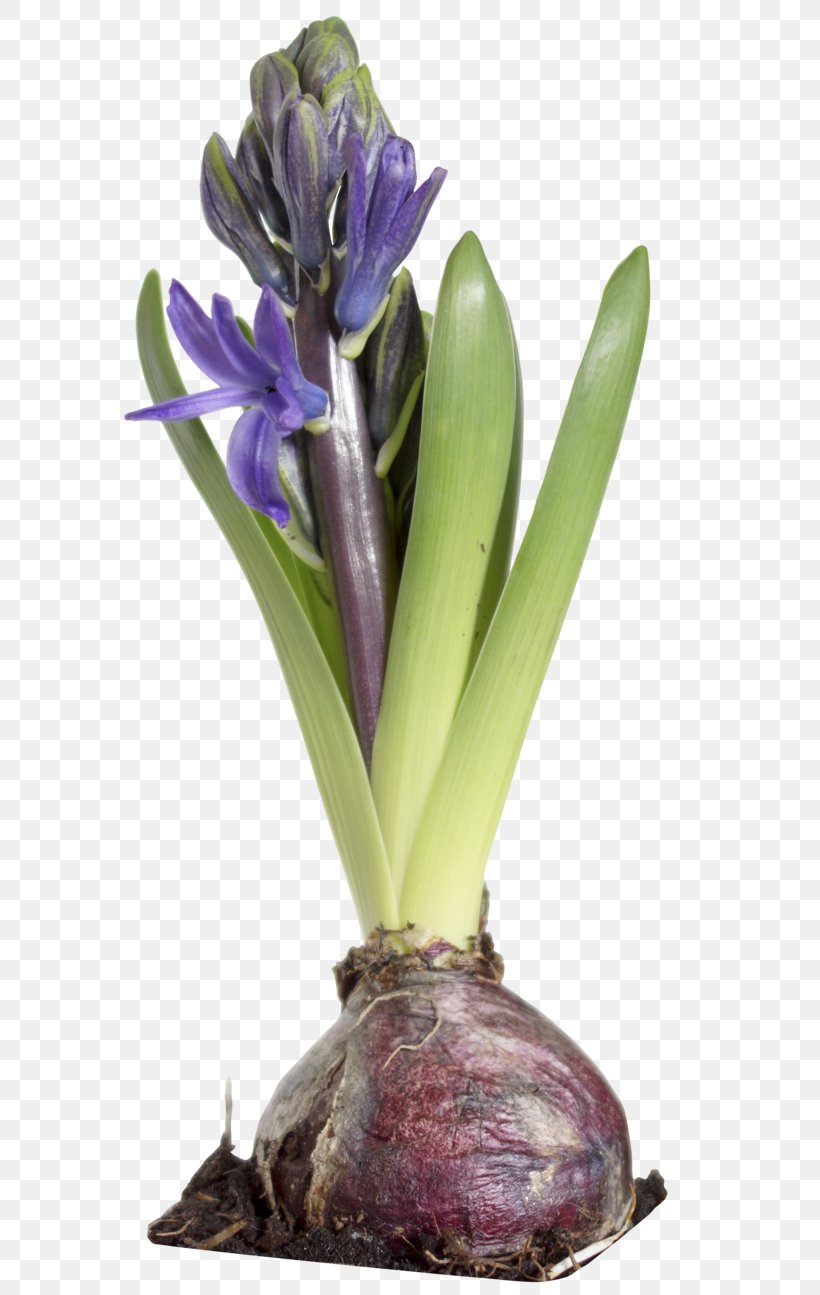 Hyacinthus Orientalis Plant Flowerpot, PNG, 600x1295px, Hyacinthus Orientalis, Alphabet Inc, Apple, Atom, Banana Download Free