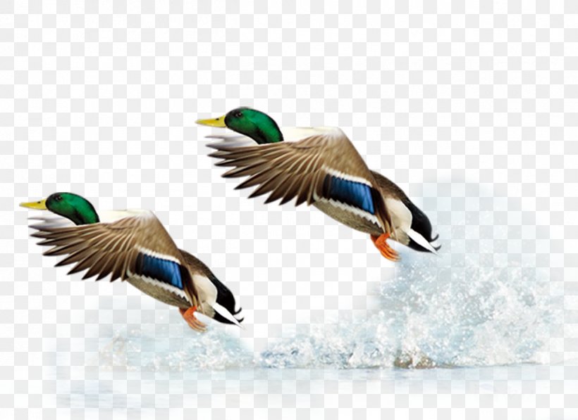 Mallard Duck Flight Bird, PNG, 1251x911px, Mallard, Beak, Bird, Duck, Ducks Geese And Swans Download Free
