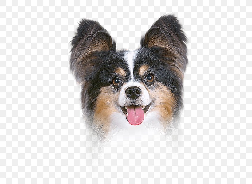 Papillon Dog Ear Canal Dog Breed Face Powder, PNG, 500x600px, Papillon Dog, Astringent, Carnivoran, Companion Dog, Dog Download Free