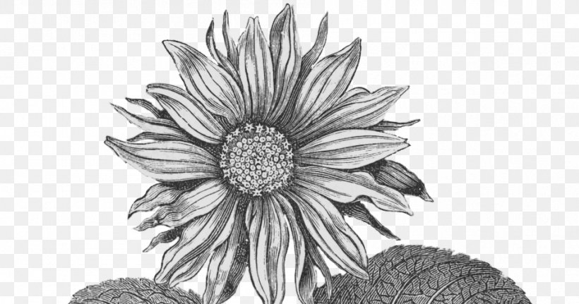 Clip Art Drawing Black And White Image, PNG, 947x498px, Drawing, Artwork, Black And White, Chrysanths, Cut Flowers Download Free