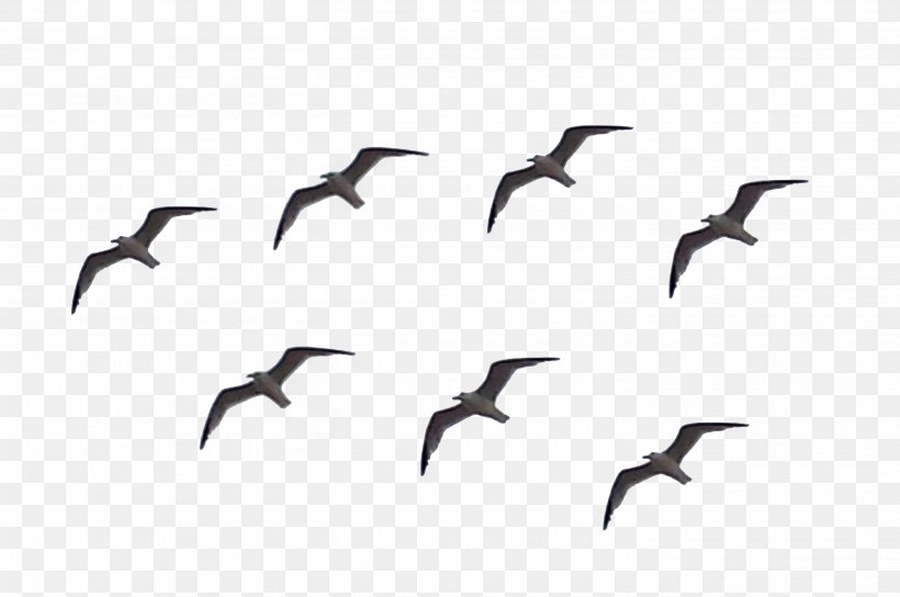 Beak Bird Migration Goose Cygnini, PNG, 2837x1885px, Beak, Anatidae, Animal Migration, Bird, Bird Migration Download Free