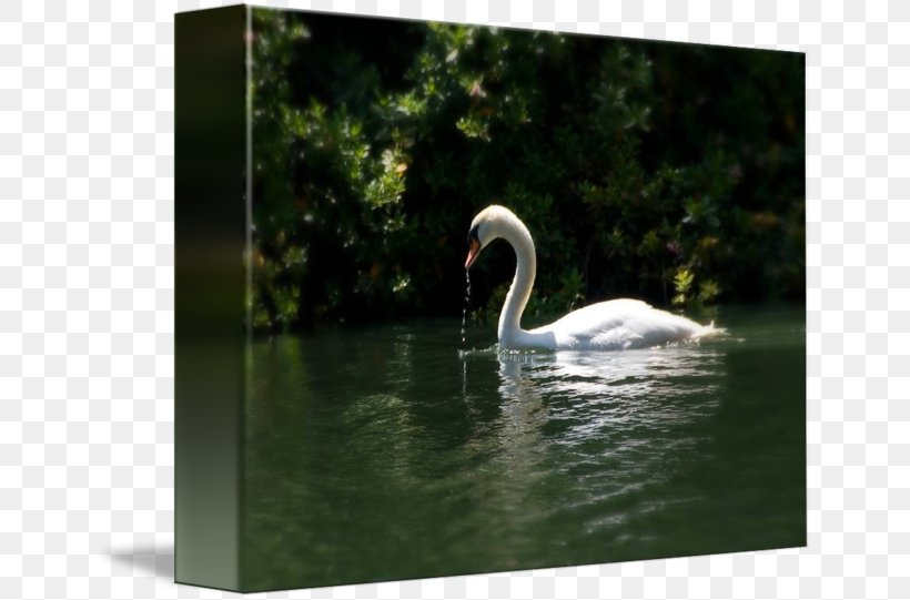 Cygnini Pond Fauna Water Beak, PNG, 650x541px, Cygnini, Beak, Bird, Ducks Geese And Swans, Fauna Download Free