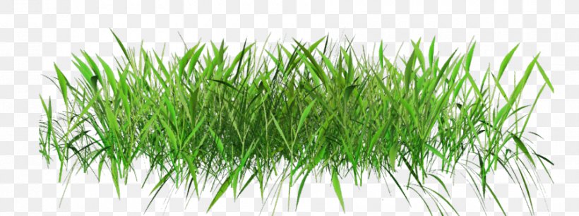 Desktop Wallpaper Lawn Clip Art, PNG, 900x336px, Lawn, Chrysopogon Zizanioides, Commodity, Data Compression, Grass Download Free