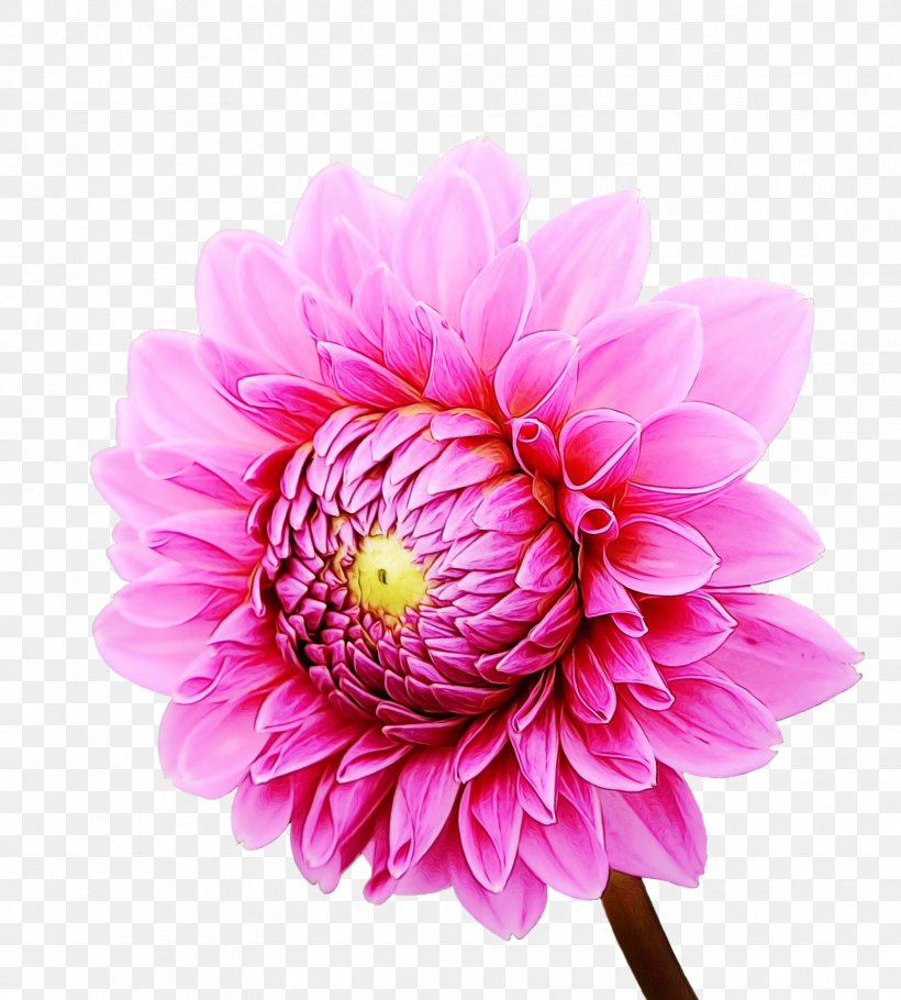 Drawing Of Family, PNG, 1866x2073px, Dahlia, Aster, Color, Common Daisy, Cut Flowers Download Free