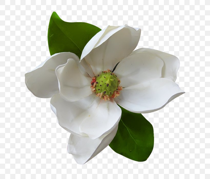 Flower Clip Art, PNG, 700x700px, Flower, Adobe Premiere Pro, Cut Flowers, Flowering Plant, Gardenia Download Free