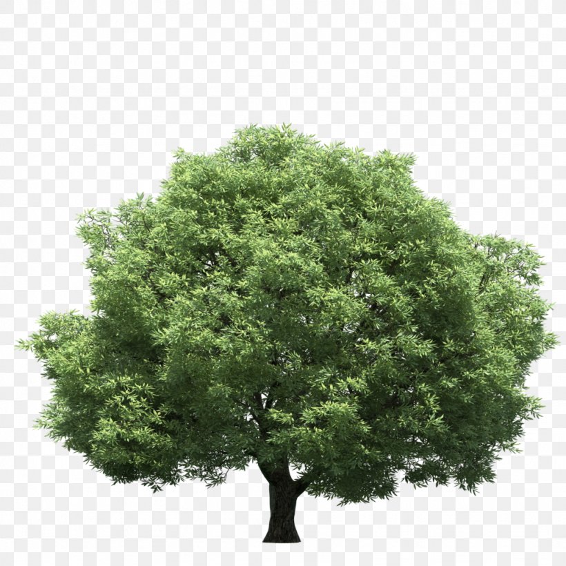 Tree Stock Photography Clip Art, PNG, 1024x1024px, Tree, Art, Can Stock Photo, Drawing, Evergreen Download Free