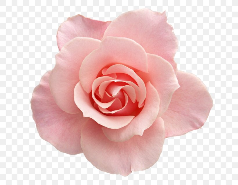 Beach Rose Pink Garden Roses Flower Stock Photography, PNG, 700x638px, Beach Rose, Camellia, China Rose, Cut Flowers, Floribunda Download Free