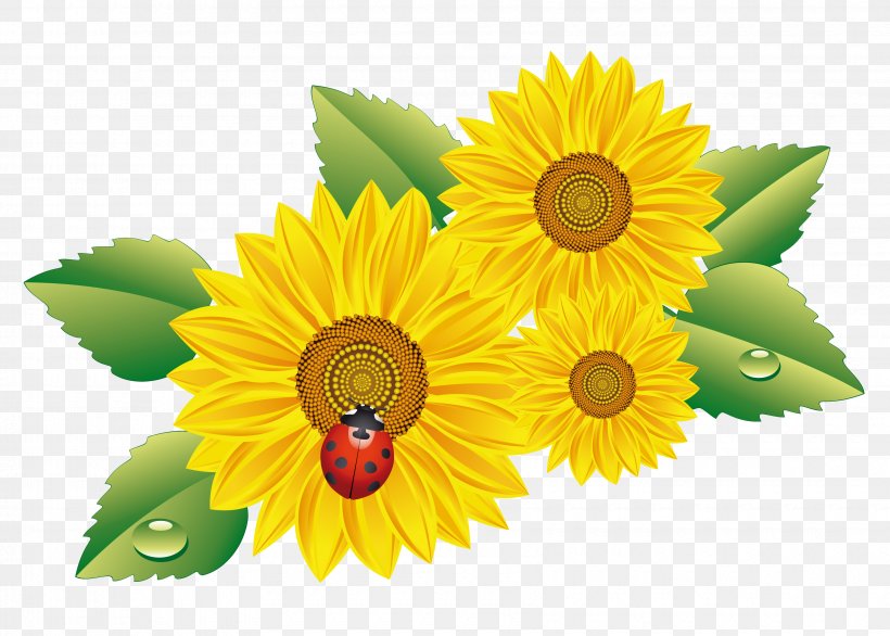 Clip Art Common Sunflower Desktop Wallpaper GIF No, PNG, 3400x2433px, Common Sunflower, Blog, Cut Flowers, Daisy Family, Diary Download Free