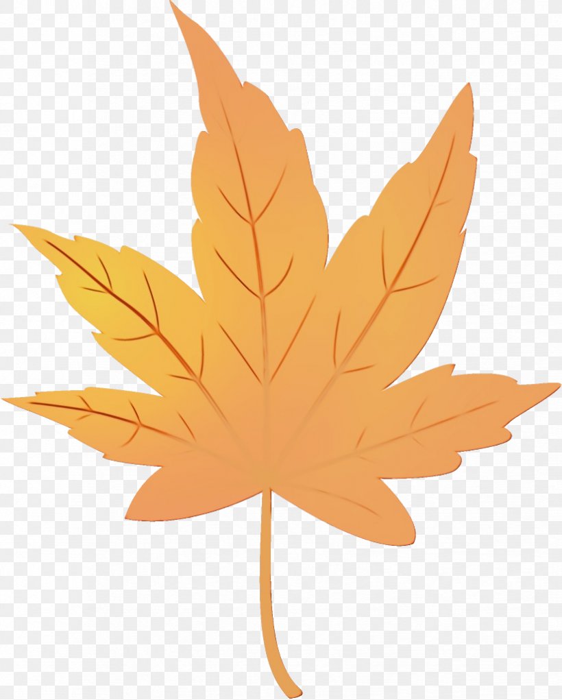 Maple Leaf, PNG, 824x1026px, Watercolor, Black Maple, Leaf, Maple, Maple Leaf Download Free