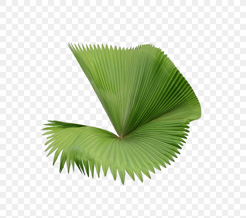 Palm Trees, PNG, 1622x1440px, Palm Trees, Biology, Leaf, Plant Structure, Plants Download Free