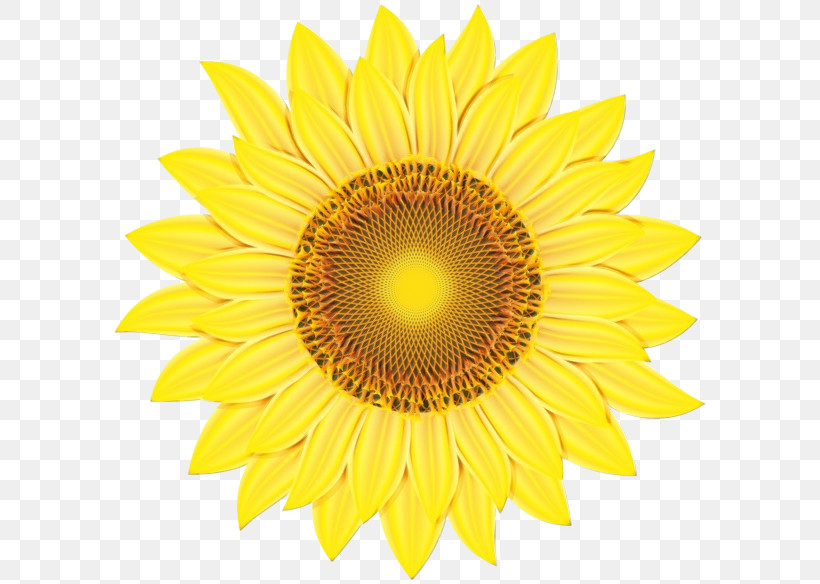 Sunflower, PNG, 600x584px, Watercolor, Asterales, Flower, Paint, Petal Download Free