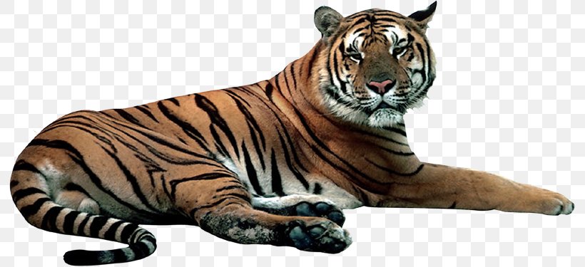 Tiger Cat LiveInternet Nizhny Novgorod Terrestrial Animal, PNG, 794x375px, Tiger, Animal Figure, Big Cat, Big Cats, Biology Download Free