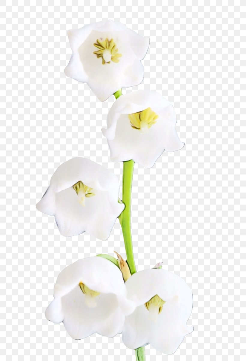 Watercolor Flower Background, PNG, 701x1200px, Watercolor, Alismatales, Arum Family, Arum Lilies, Cut Flowers Download Free