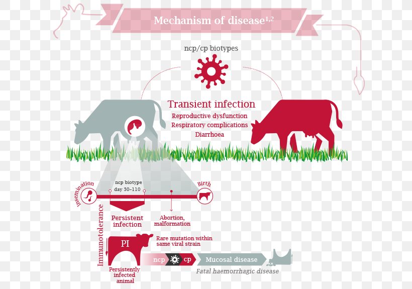 Cattle Bovine Viral Diarrhea Virus Disease, PNG, 640x575px, Cattle, Area, Bovine Viral Diarrhea, Brand, Diagram Download Free