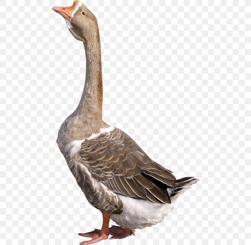 Greylag Goose Duck Domestic Goose, PNG, 486x800px, Goose, Beak, Bird, Domestic Goose, Duck Download Free