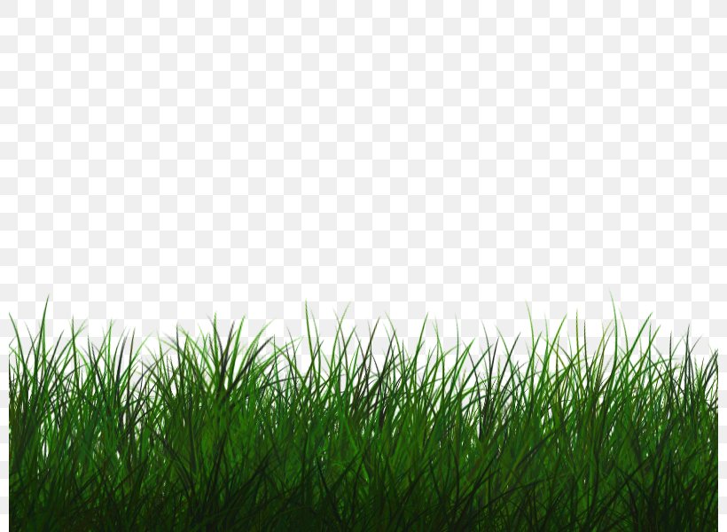 Clip Art Transparency Image Vector Graphics, PNG, 800x600px, Royaltyfree, Artificial Turf, Drawing, Flooring, Fodder Download Free