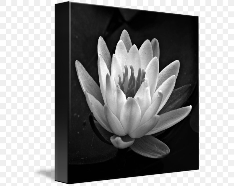 Black And White Gallery Wrap Canvas Art, PNG, 589x650px, Black And White, Art, Canvas, Flora, Flower Download Free