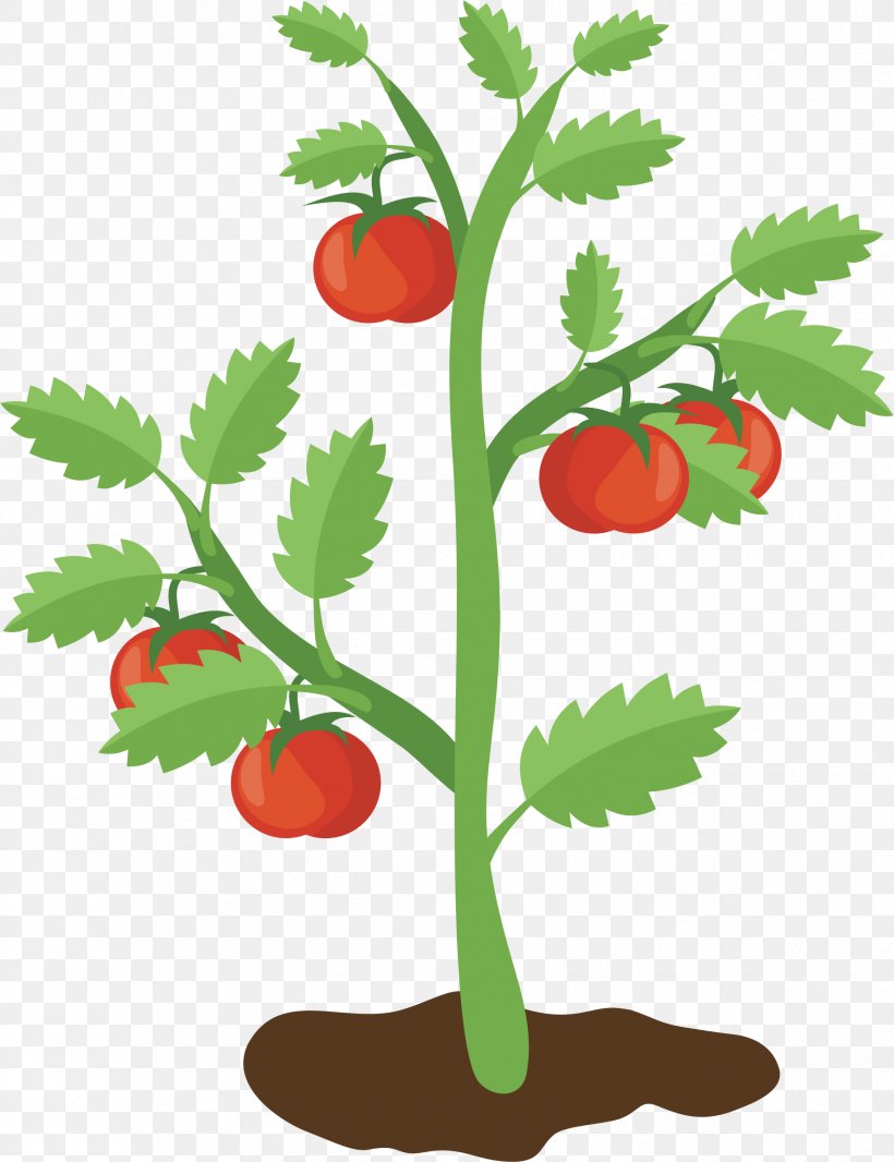 Clip Art Vector Graphics Cherry Tomato Food Image, PNG, 1830x2380px, Cherry Tomato, Artwork, Branch, Cherry, Drawing Download Free