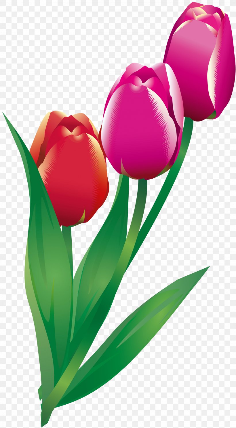 Cut Flowers Tulip Flowering Plant, PNG, 2604x4710px, Flower, Cut Flowers, Family, Flower Bouquet, Flowering Plant Download Free