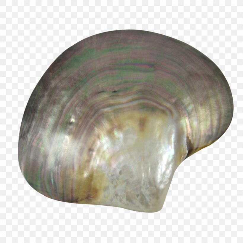 Oyster Mussel Clam Seashell Beach, PNG, 1100x1100px, Oyster, Artifact, Beach, Clam, Clams Oysters Mussels And Scallops Download Free