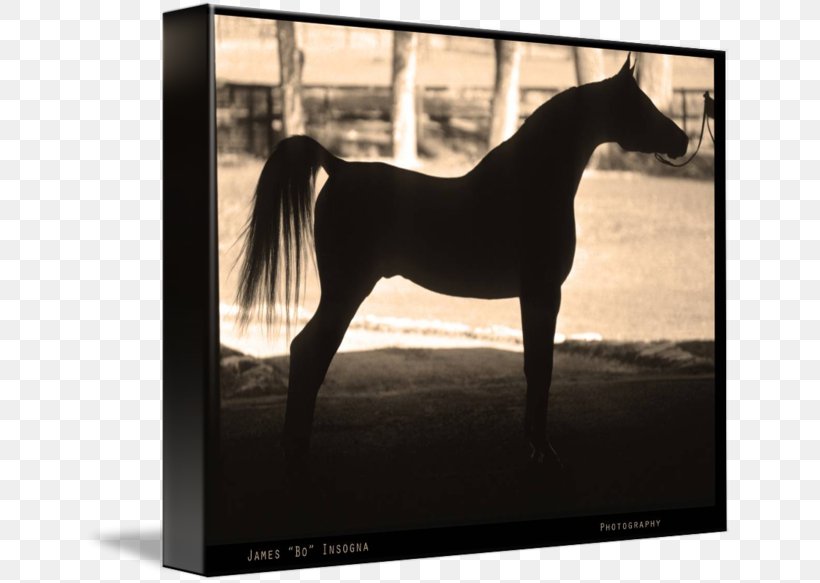 Arabian Horse Mustang Stallion Mare Photography, PNG, 650x583px, Arabian Horse, Animal, Art, Black And White, Halter Download Free