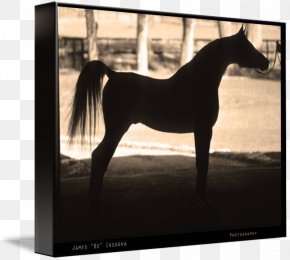 Watercolor Horse - Arabian Horse Mustang Stallion Mare Photography PNG